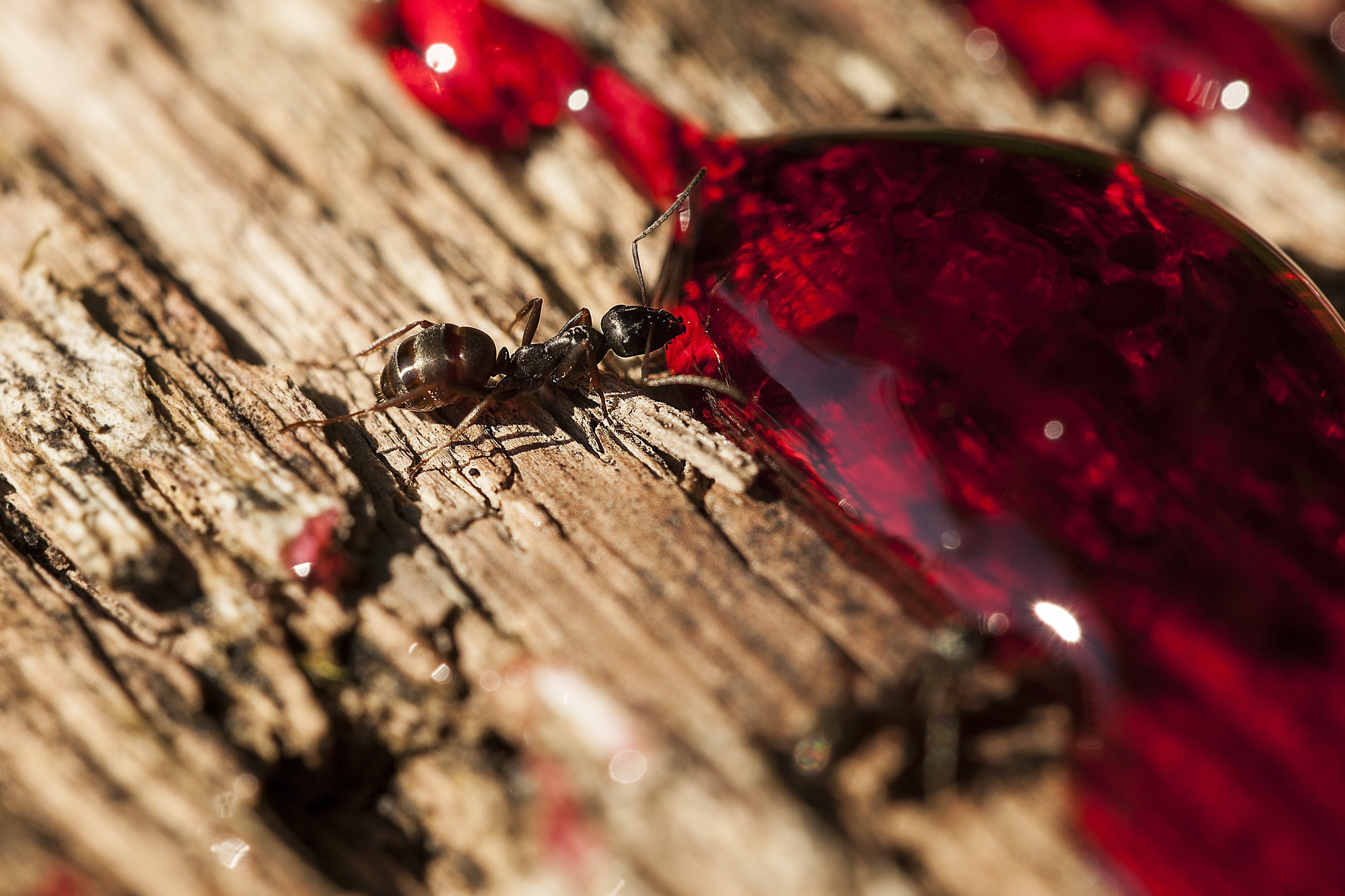 ant on wooden surface