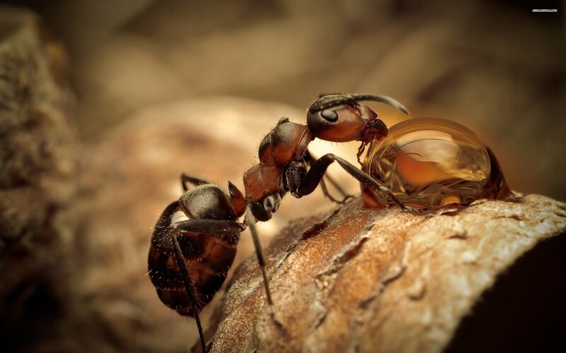 Ant on Wooden Surface — Brown