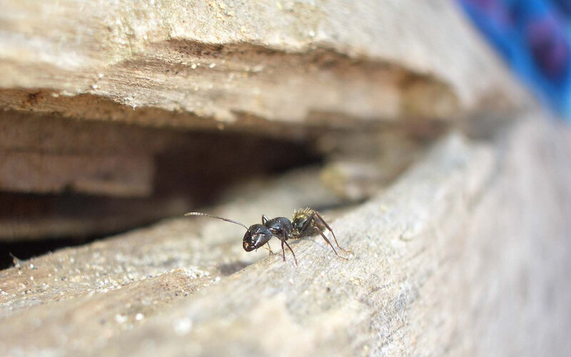 ant on wooden surface