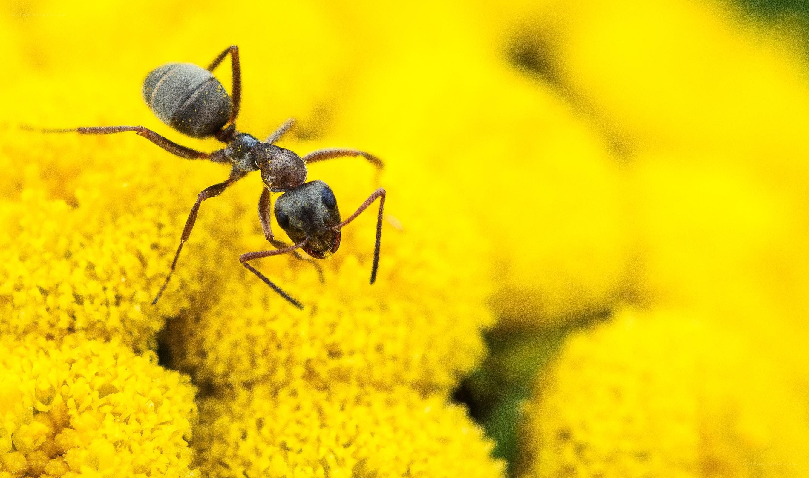 ant on yellow flower