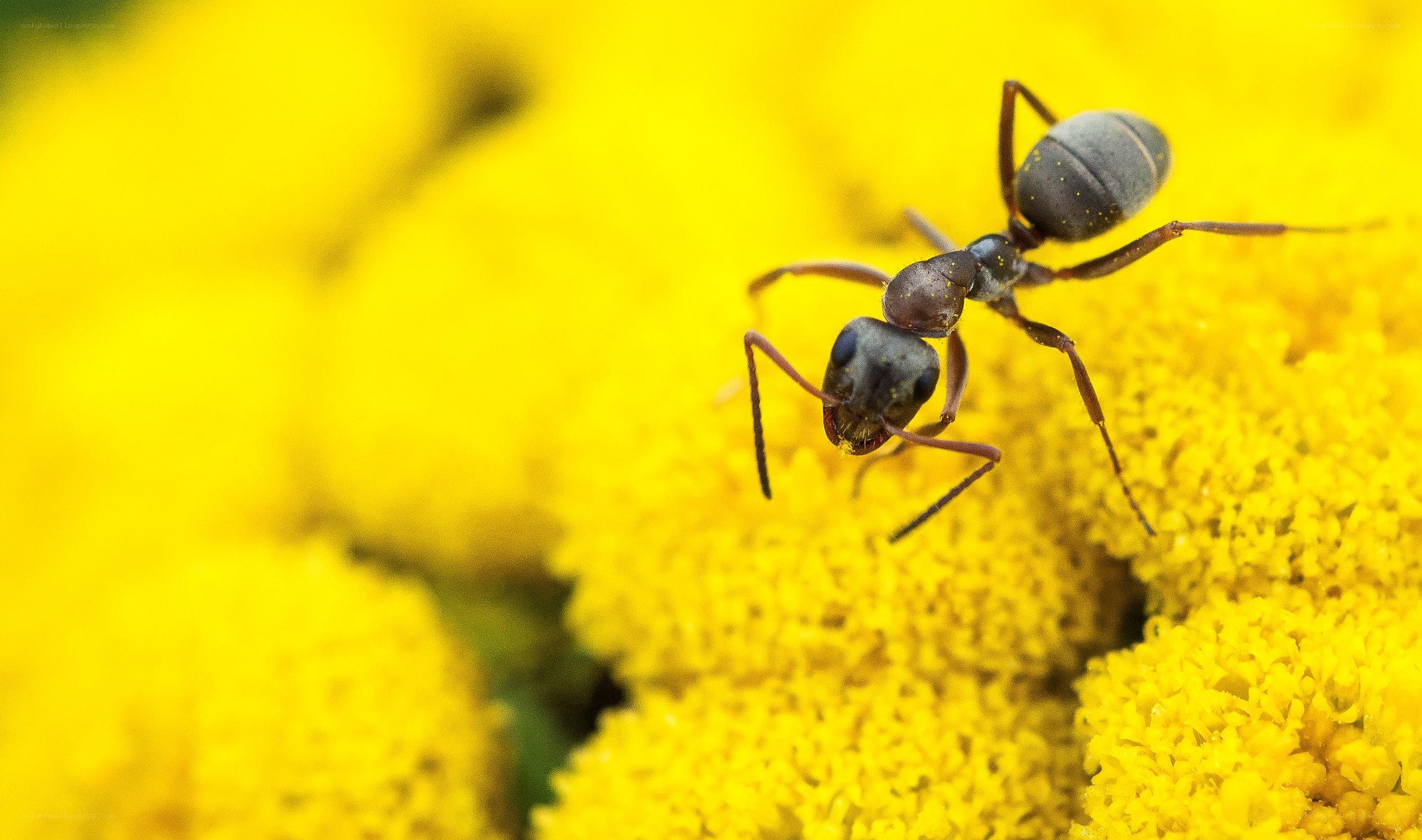 ant on yellow flower