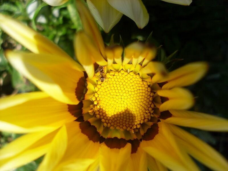 ant on yellow flower