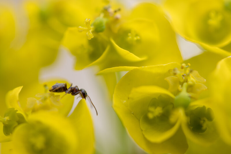 Ant on Yellow Flower — Calm