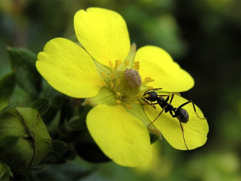 Ant on Yellow Flower — Natural