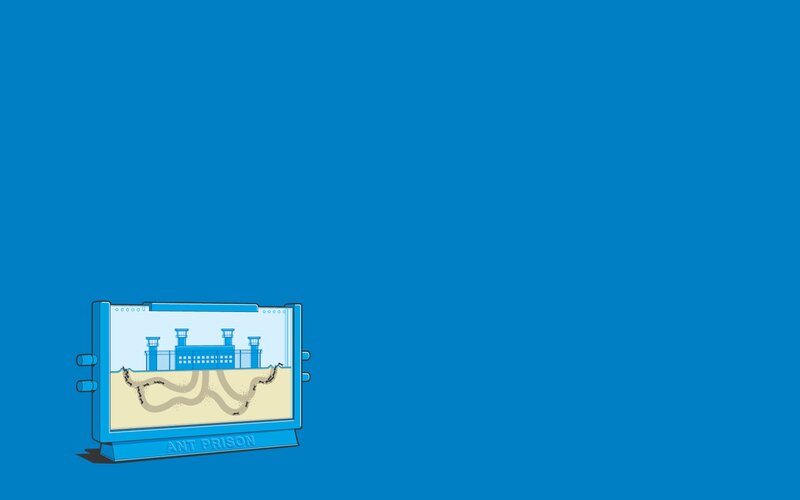 Ant Prison Display
