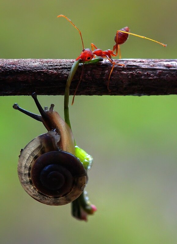 Ant pulling snail on a branch