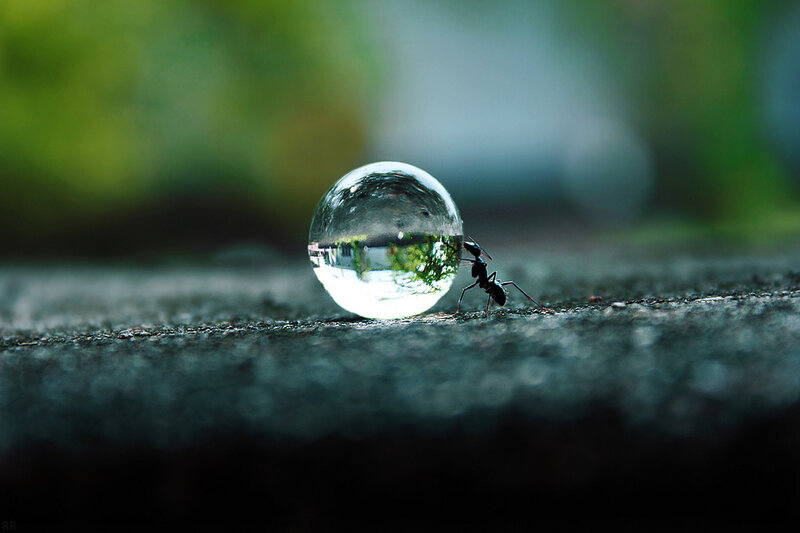 Ant Pushing Water Droplet — Black