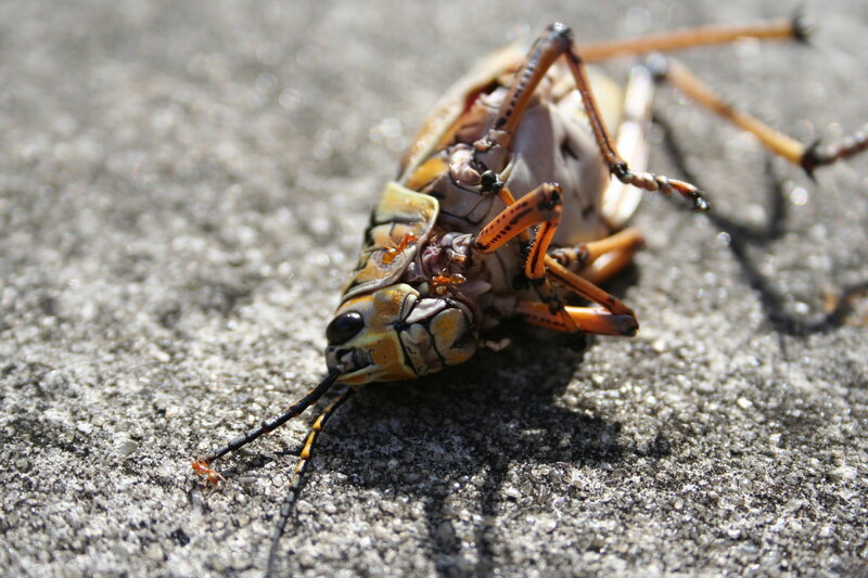 ant scavenging a dead grasshopper