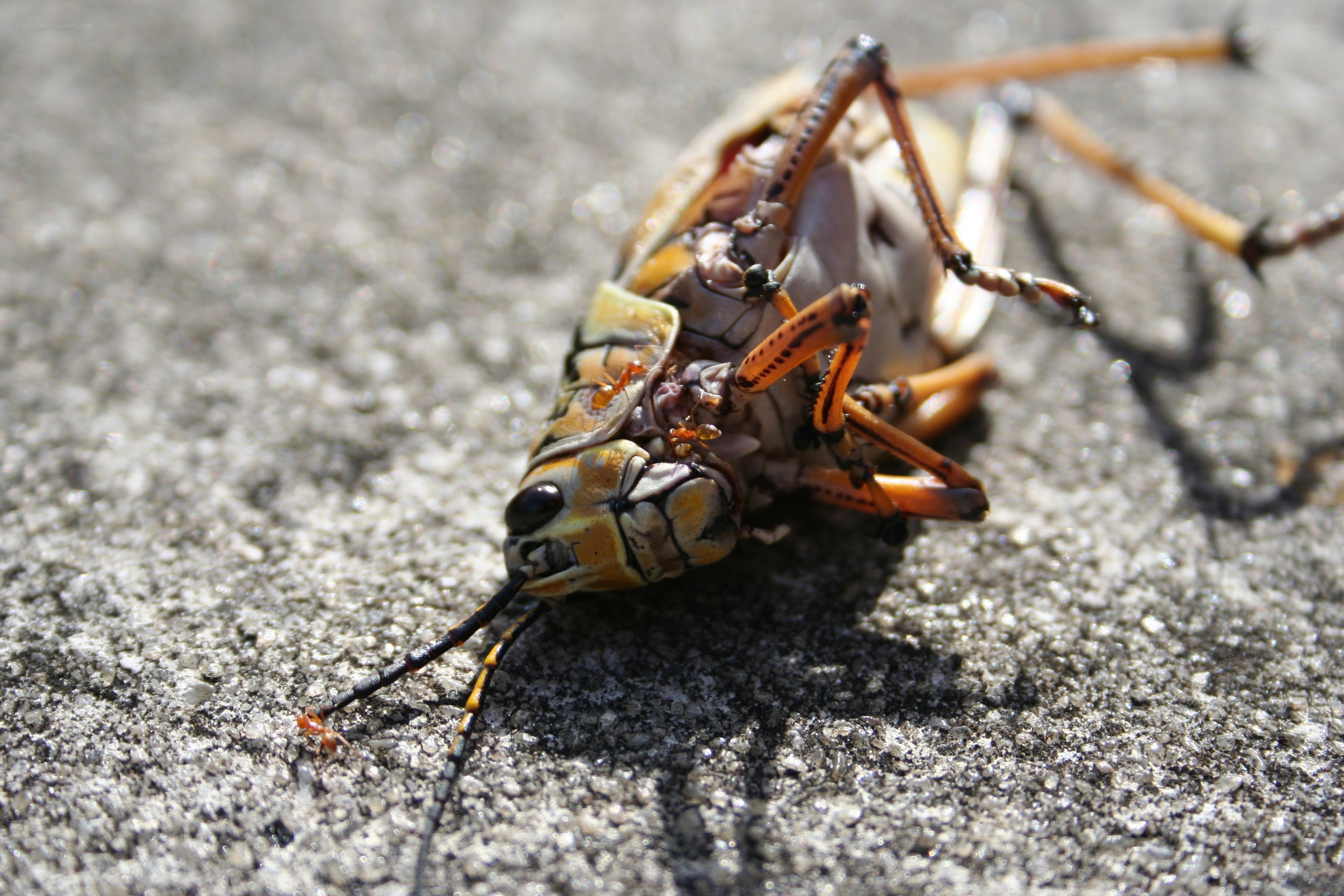 ant scavenging a dead grasshopper