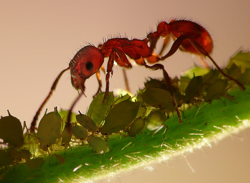 Ant tending aphids on a leaf