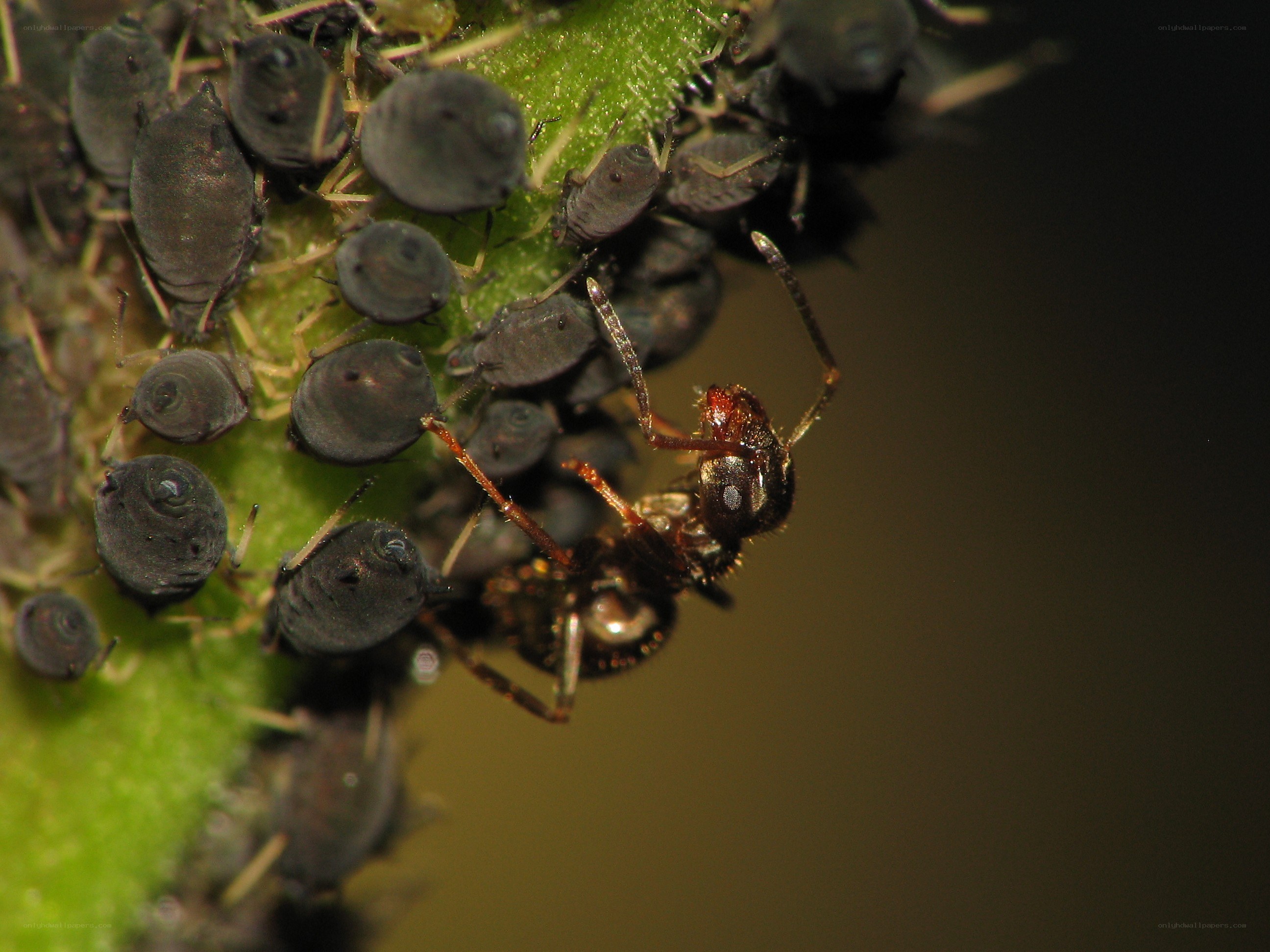 Ant tending aphids on a plant