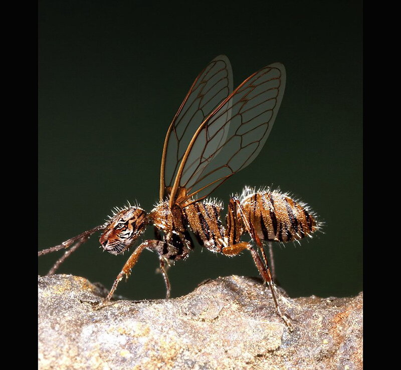 ant with tiger face
