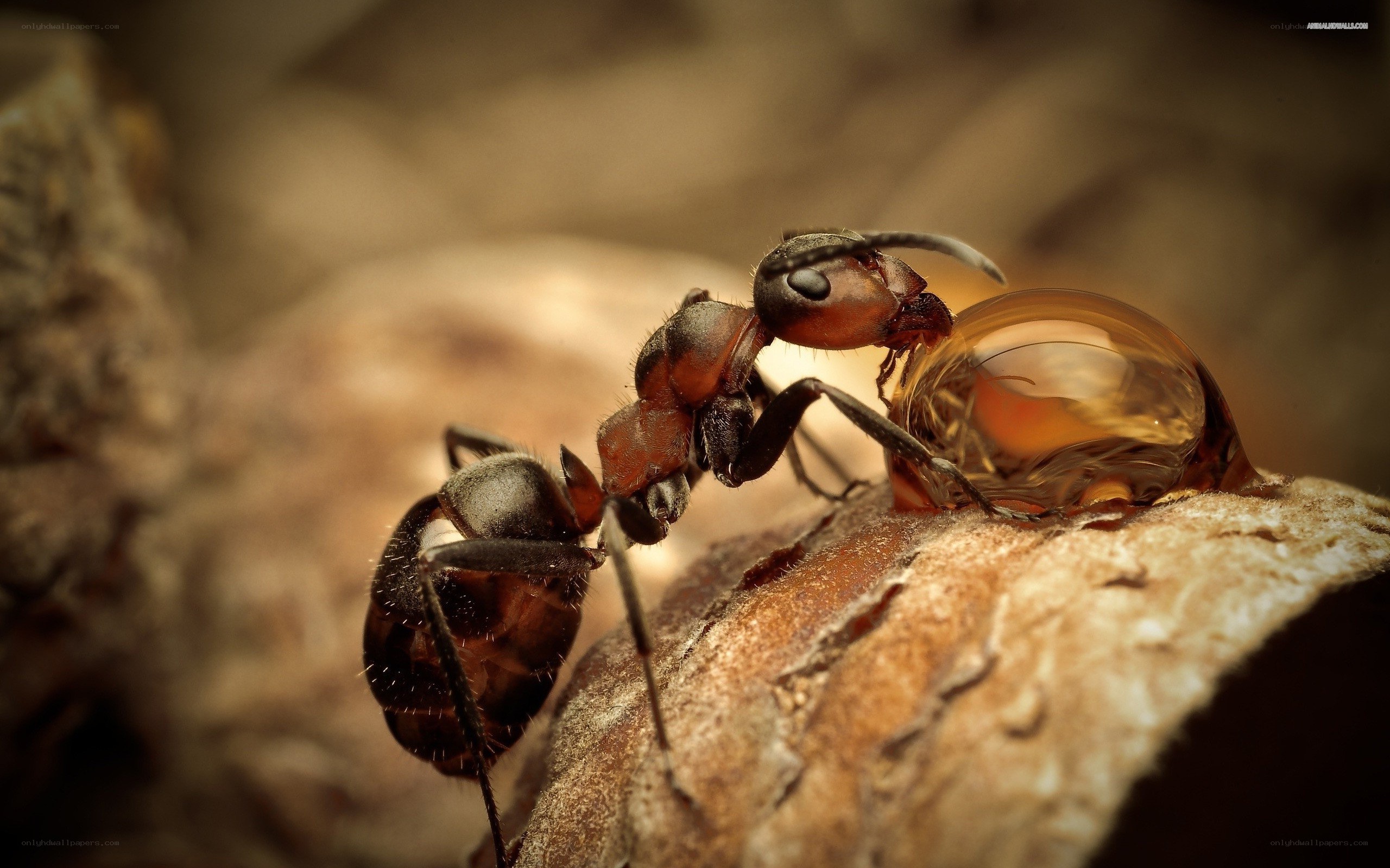 ant with water droplet