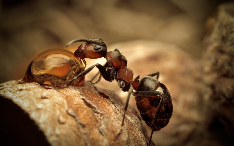 ant with water droplet