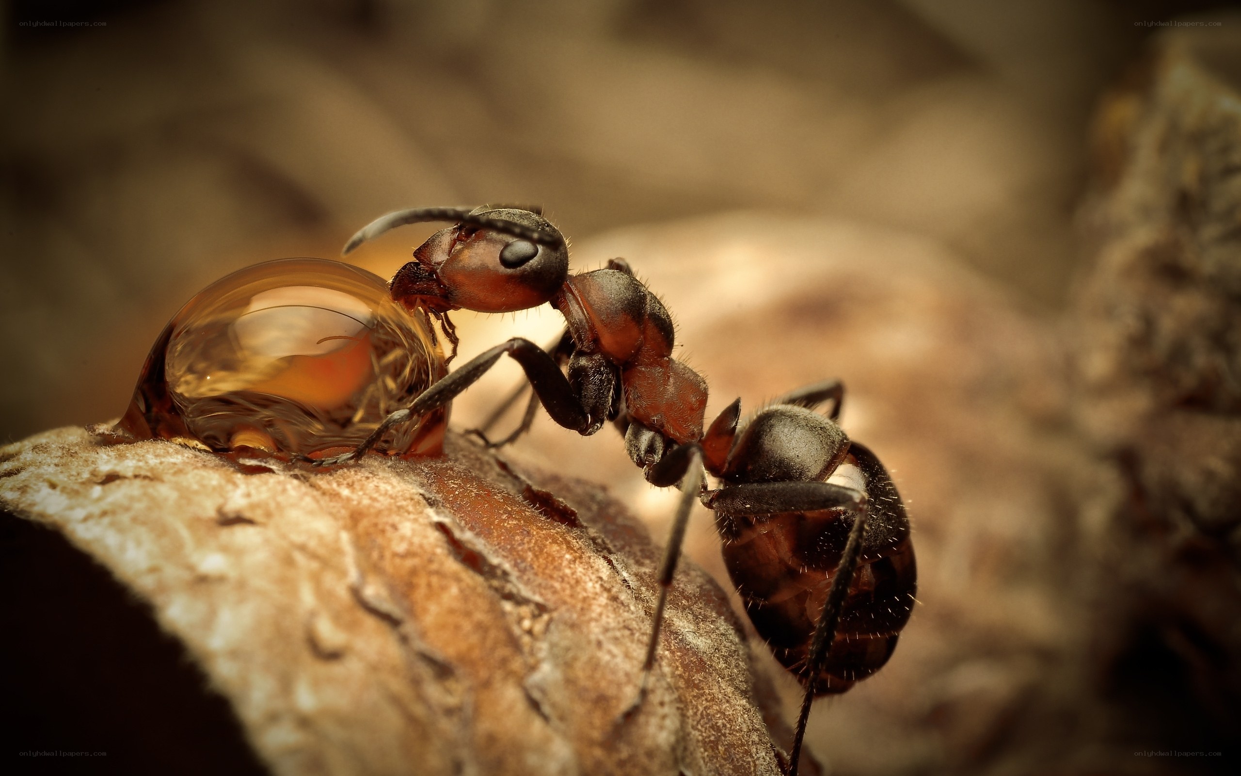 ant with water droplet
