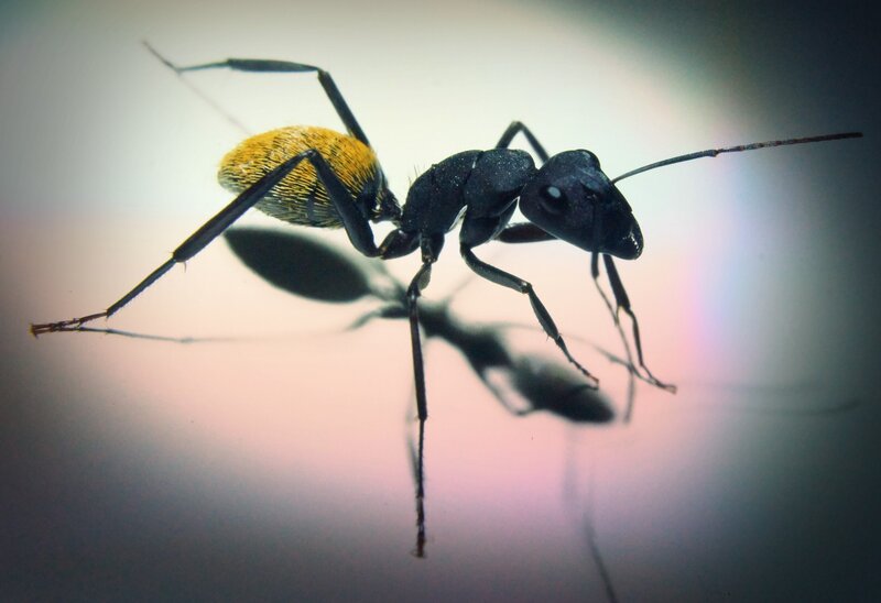 Ant with Yellow Abdomen — Black