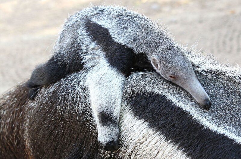 anteater baby on parent