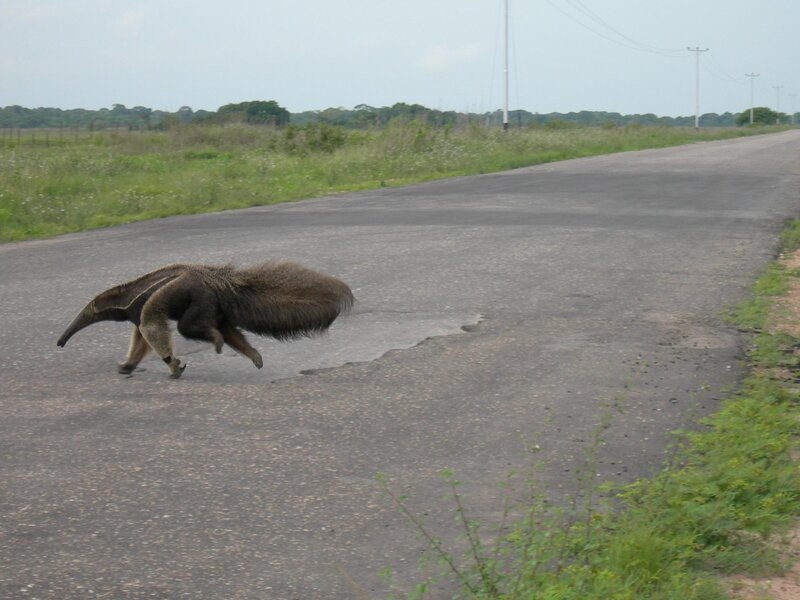 anteater crossing road