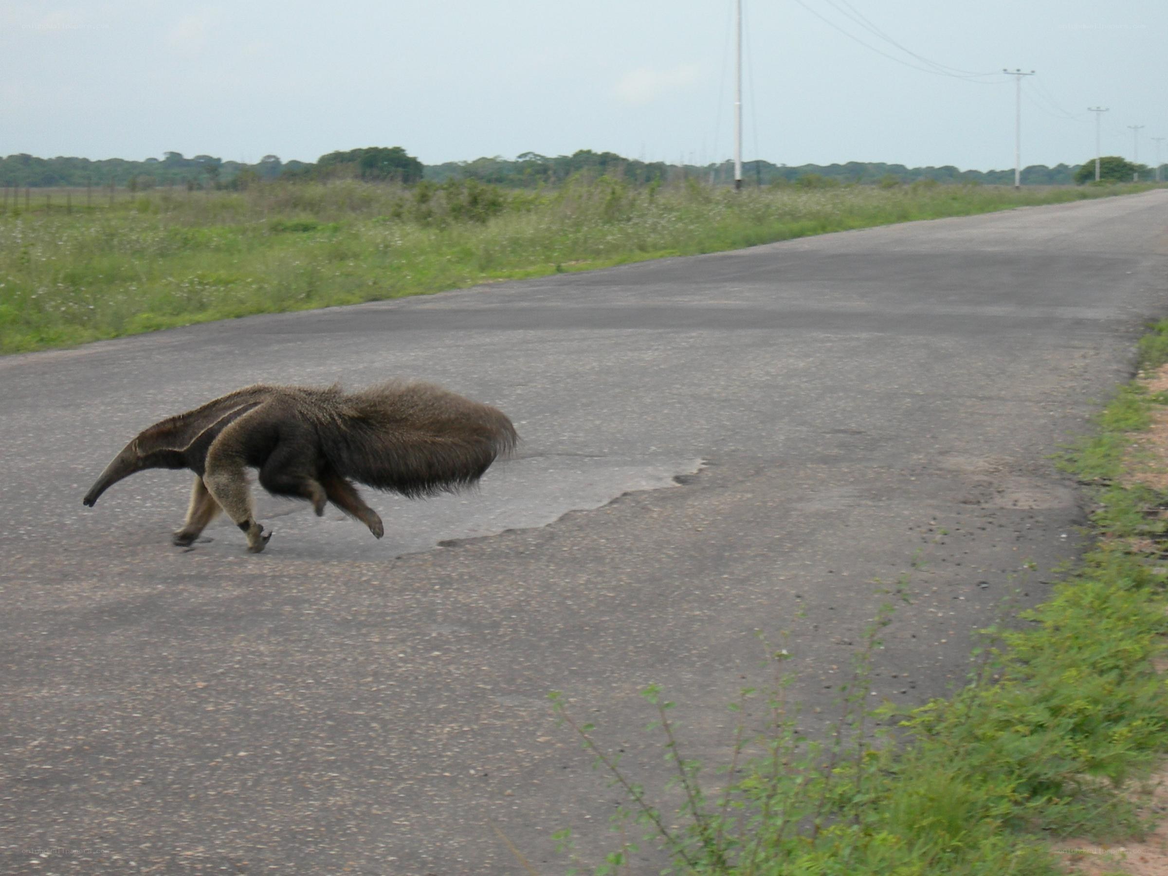 anteater crossing road