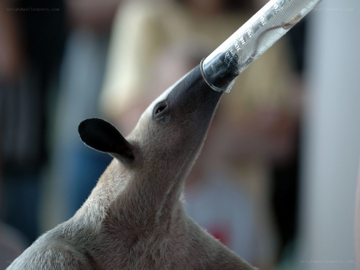 anteater drinking from tube