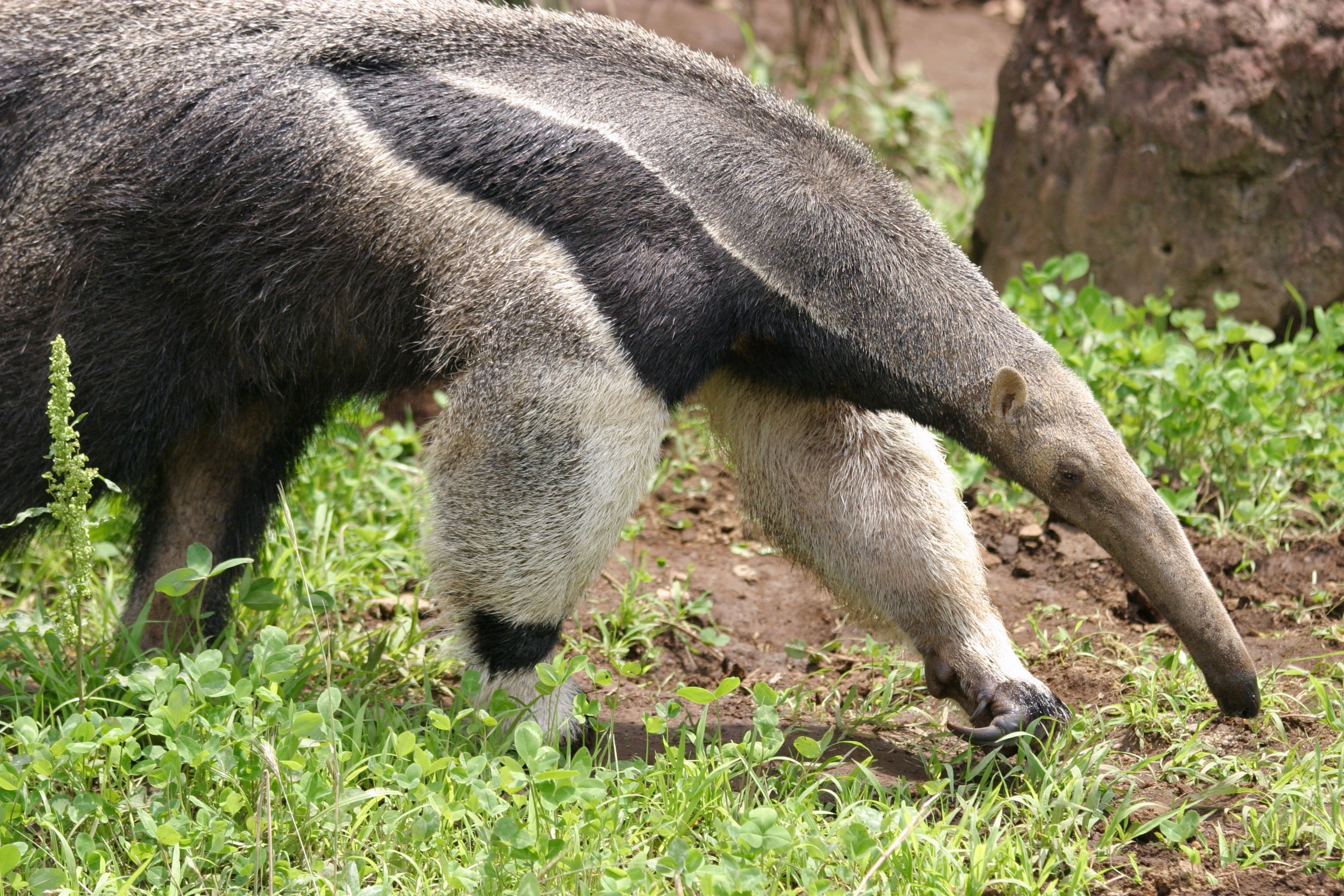anteater foraging in grass