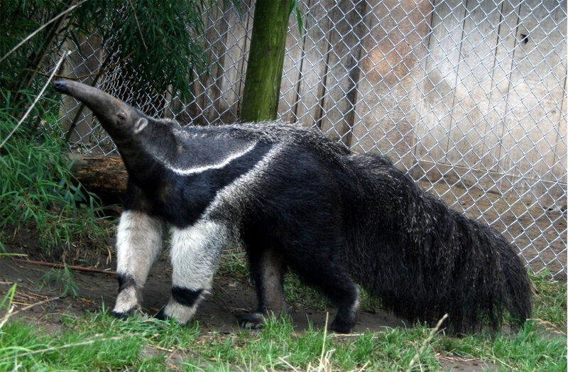 anteater in enclosure