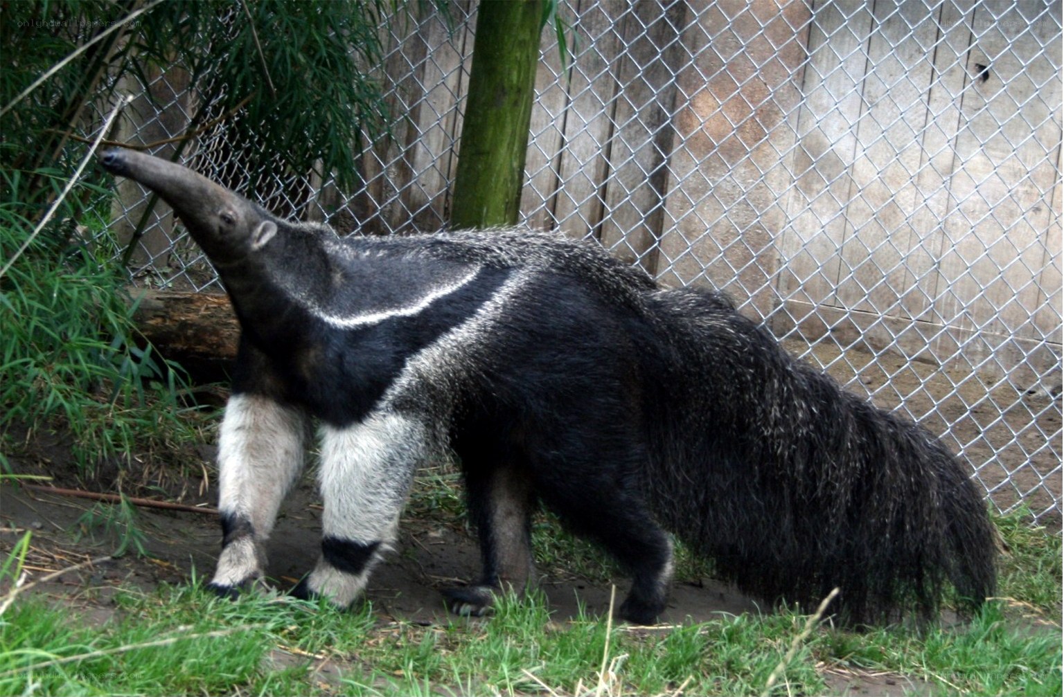 anteater in enclosure