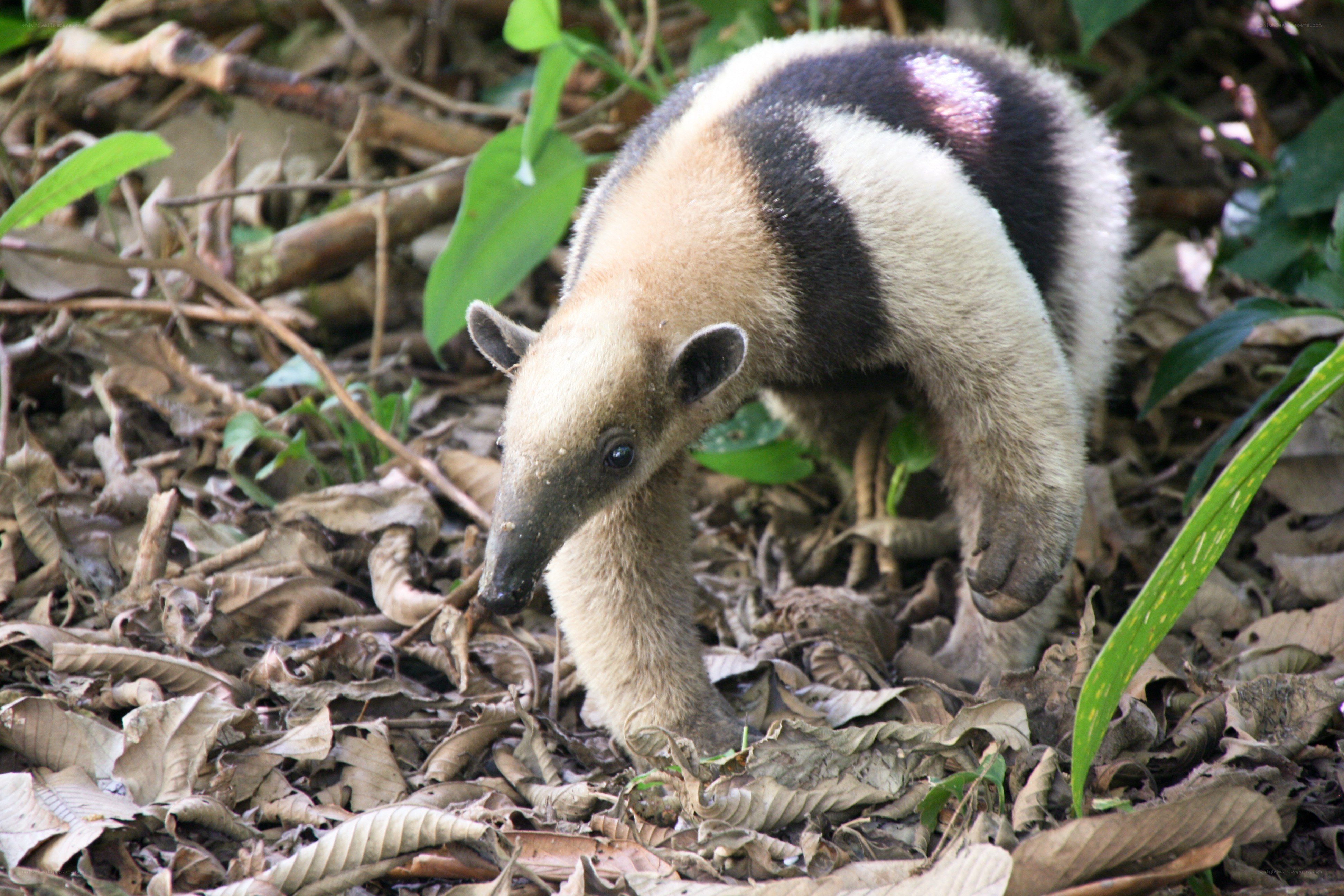 anteater in forest floor