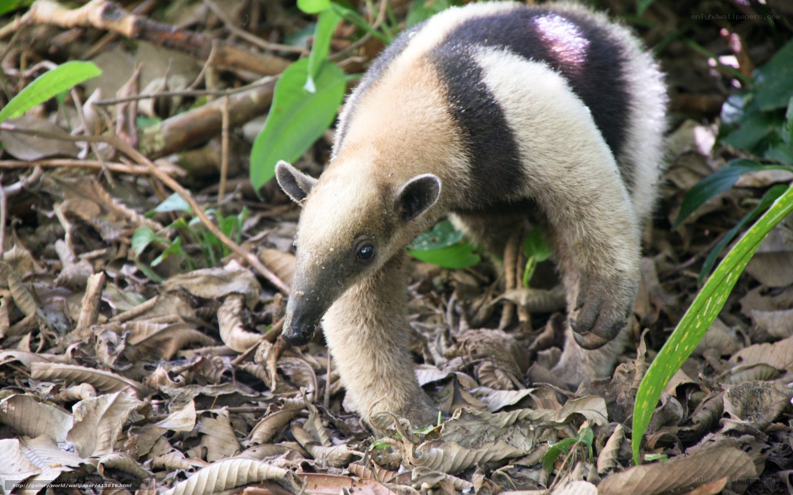 anteater in forest floor