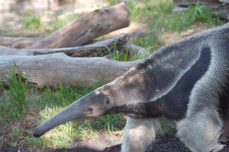 anteater in natural habitat