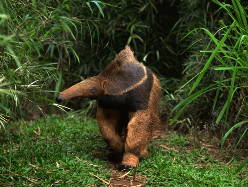 Anteater in the forest