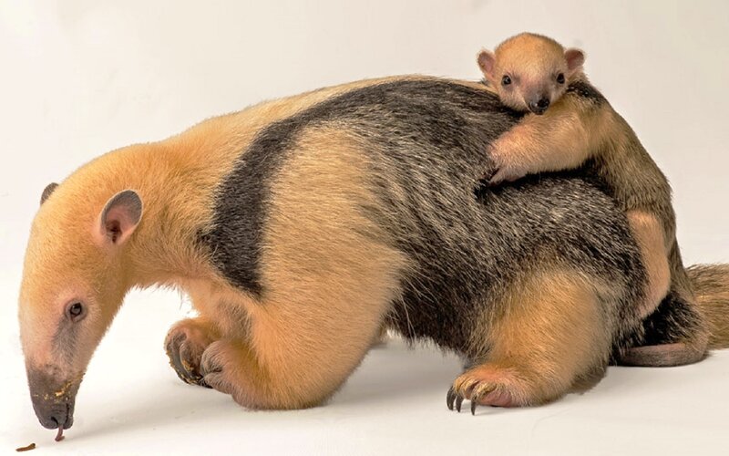 Anteater with Baby