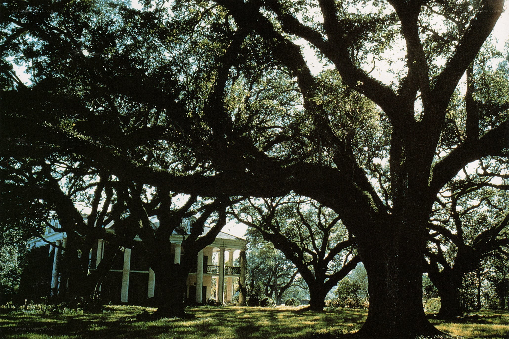 Antebellum mansion under oak trees