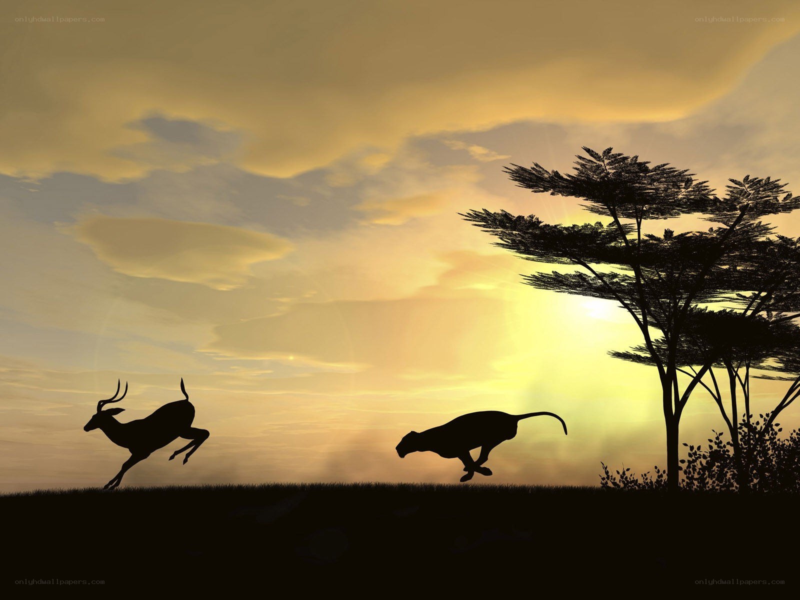 antelope and cheetah at sunset