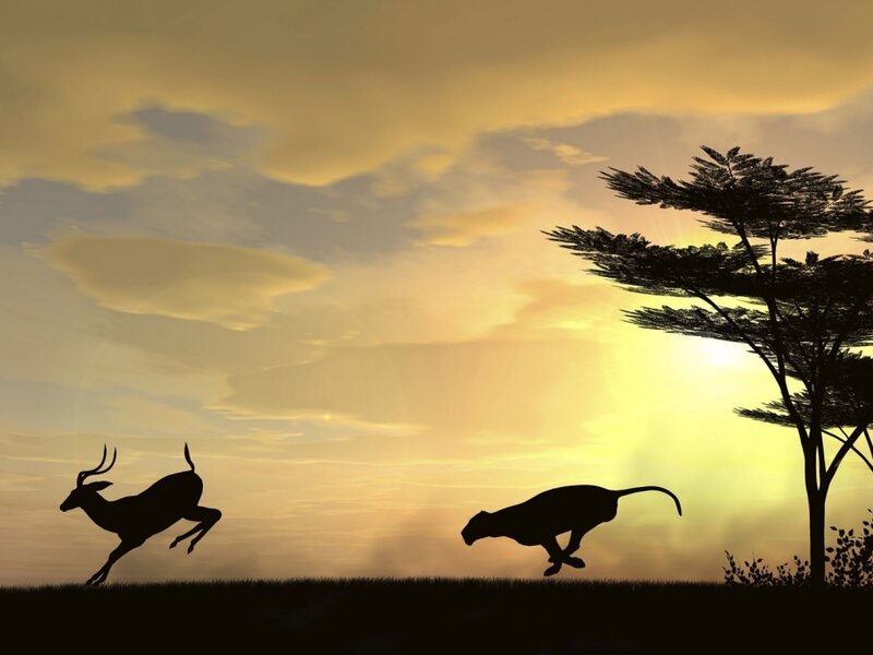 Antelope and Cheetah — Yellow, Dramatic