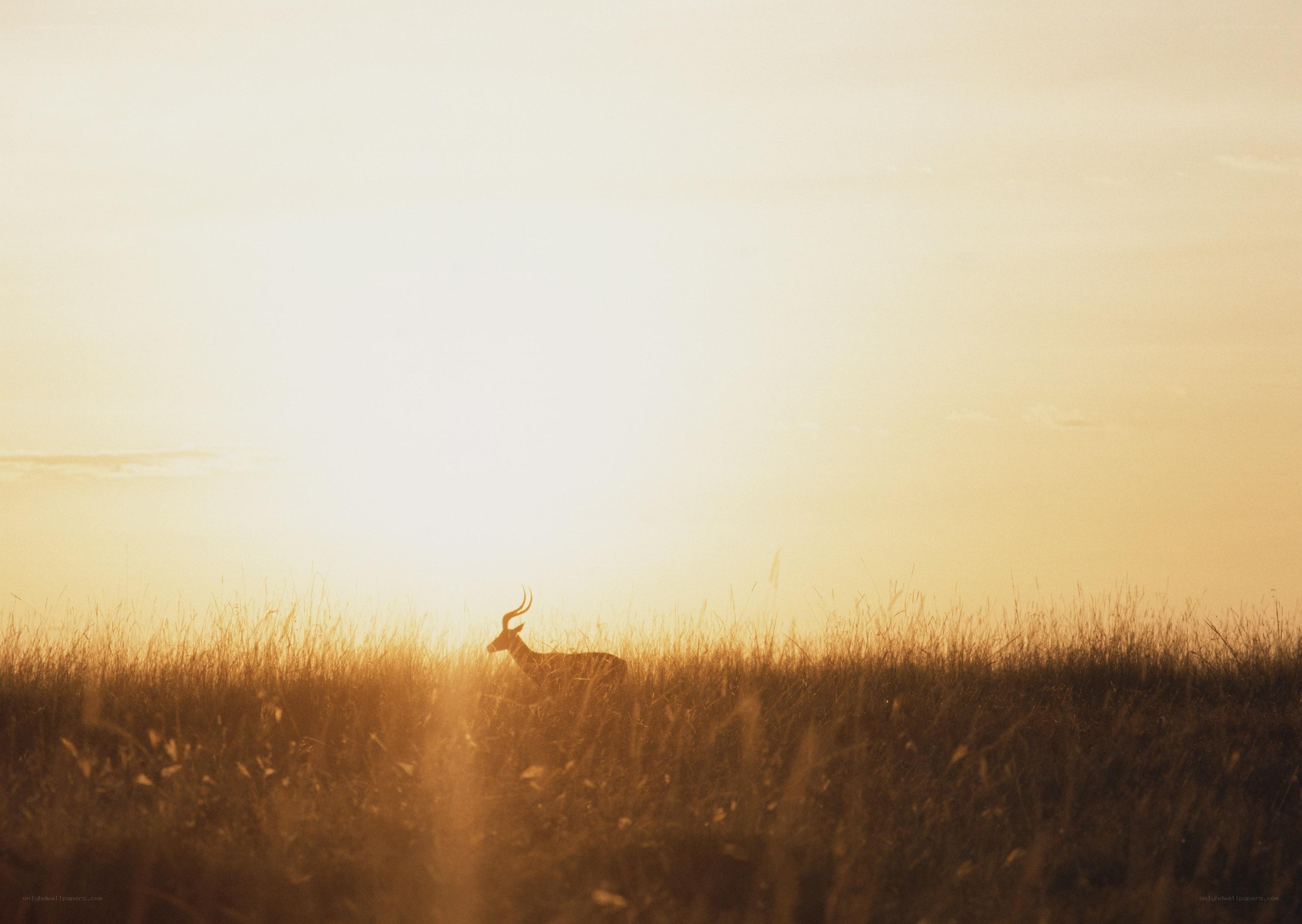 antelope at sunset in grassland