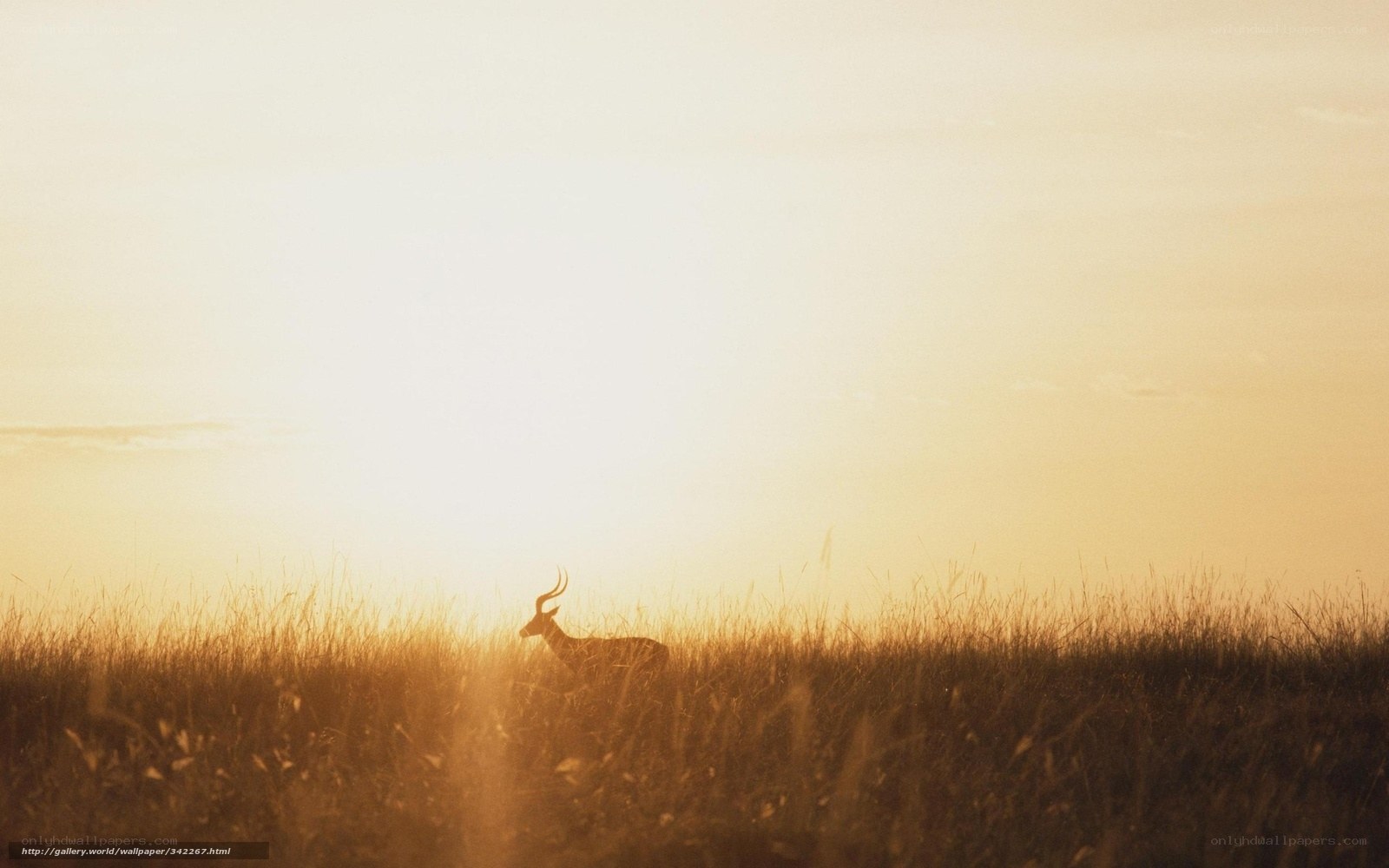 antelope at sunset in grassland