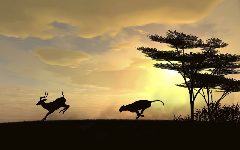 Antelope Being Chased