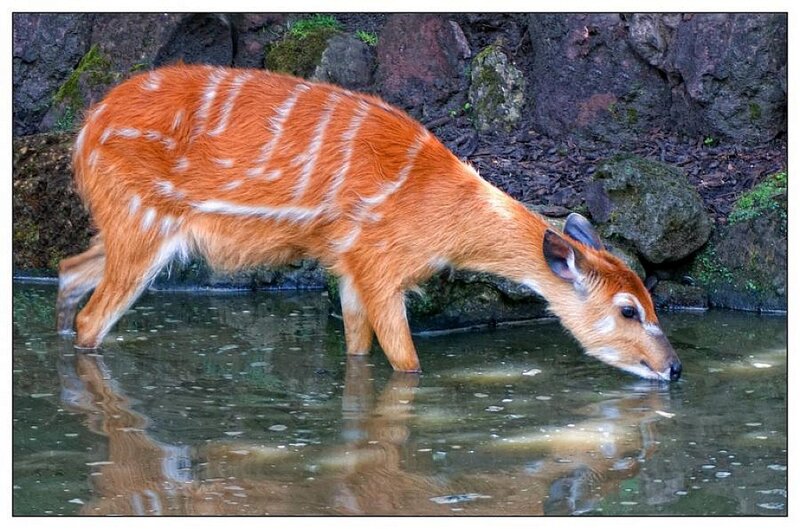 antelope drinking from water