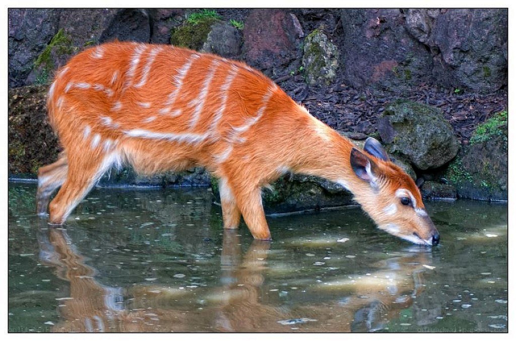 antelope drinking from water