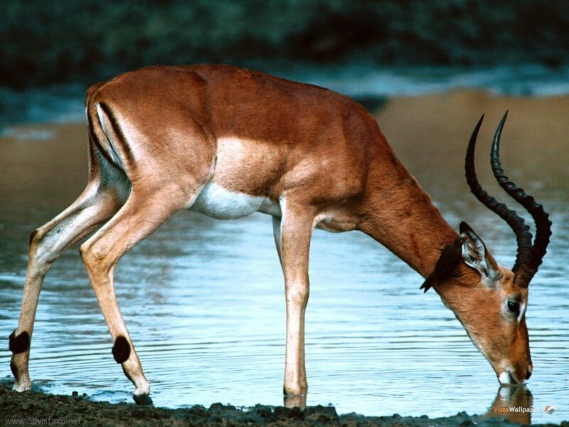 antelope drinking from water
