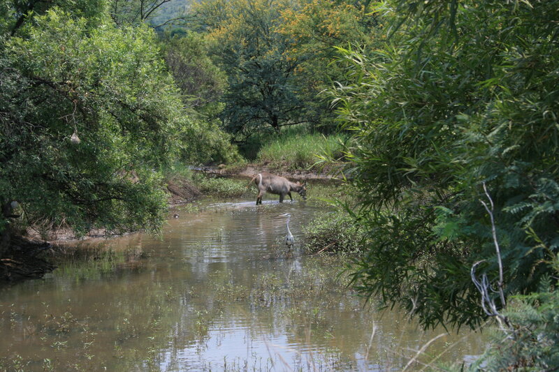 Antelope Drinking Water — Green