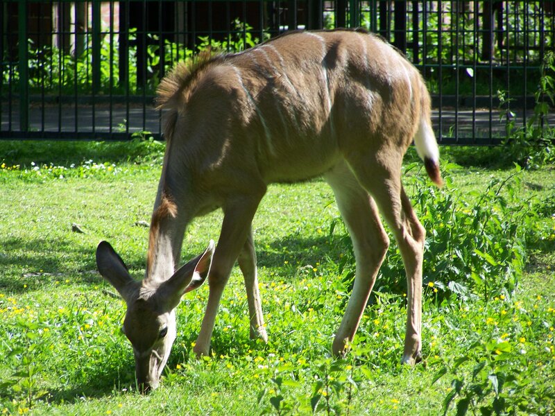 antelope grazing in a field