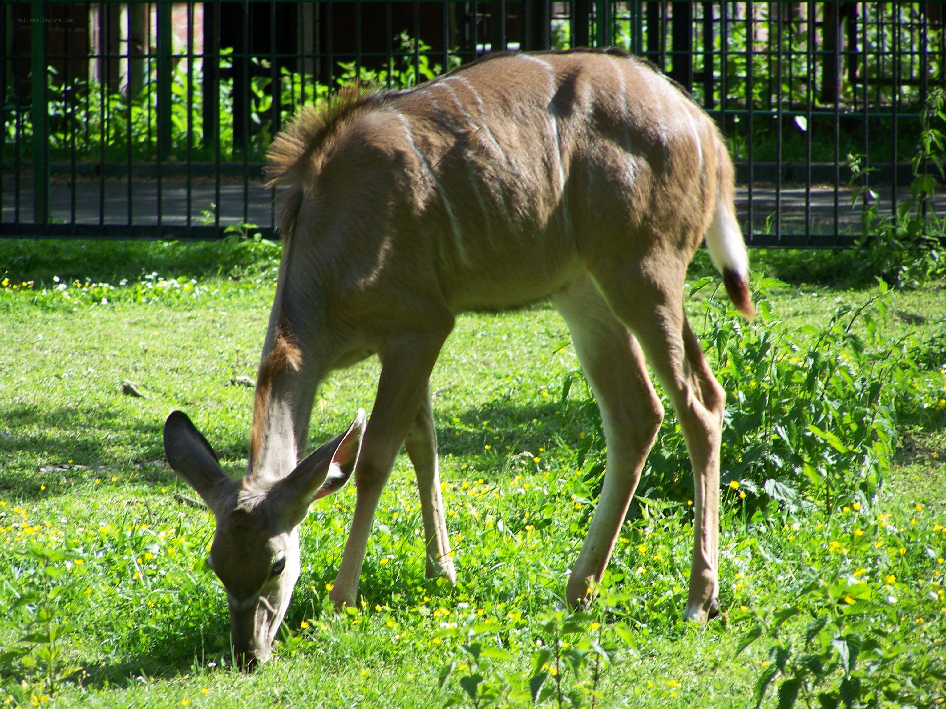 antelope grazing in a field
