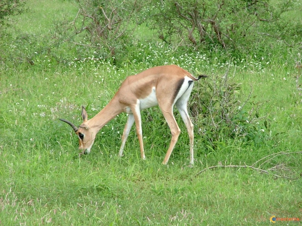 antelope grazing in grass