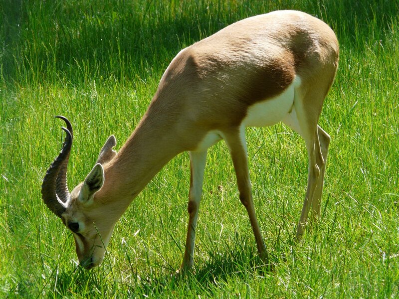 antelope grazing in grass