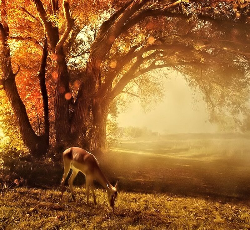 Antelope Grazing under Tree