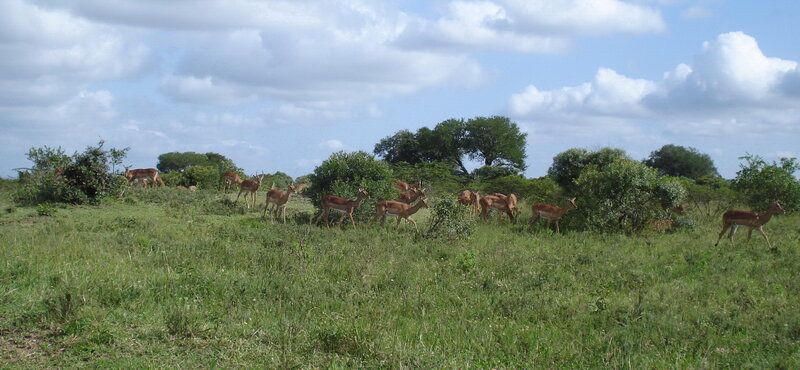 antelope herd in savanna