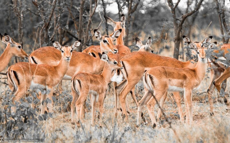 antelope herd in savanna