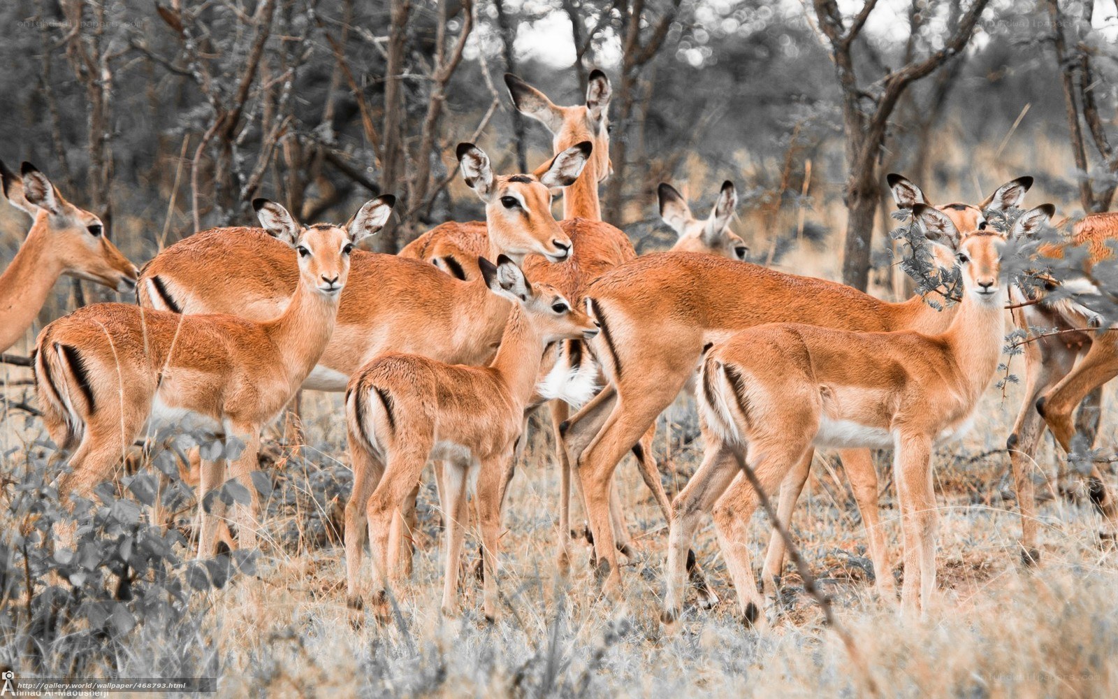 antelope herd in savanna